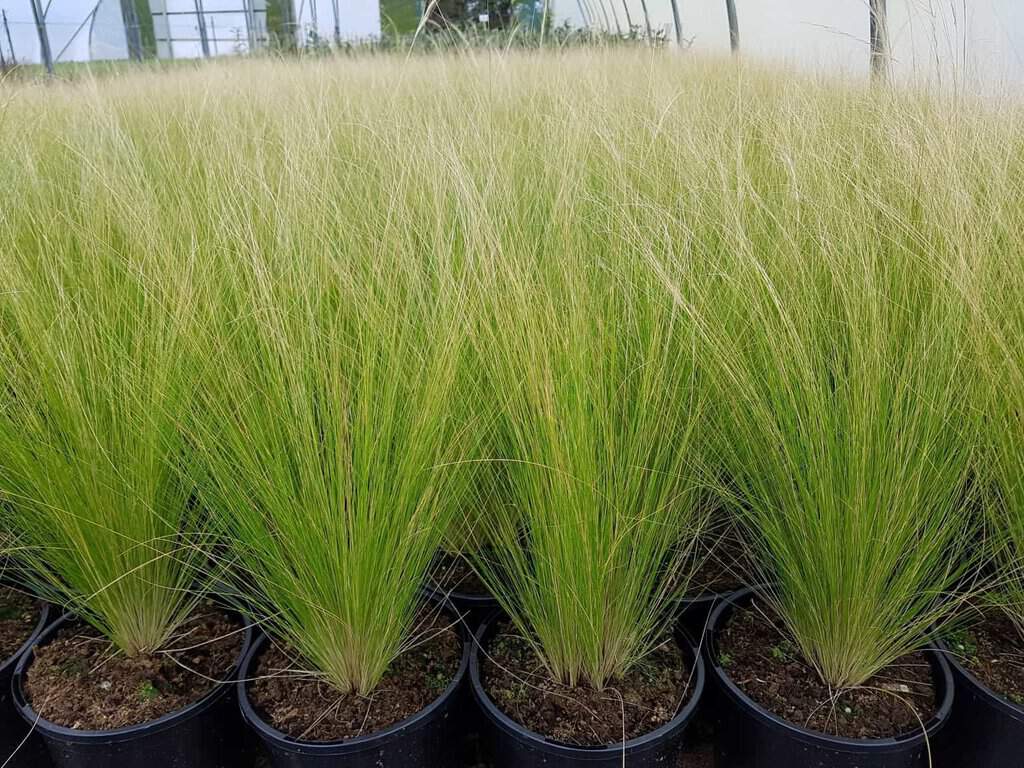 Stipa tenuissima ---